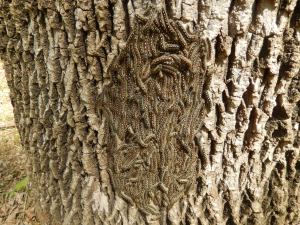 Tent caterpillars in the Trinity Forest were seen in clusters like this almost exclusively on ash trees.